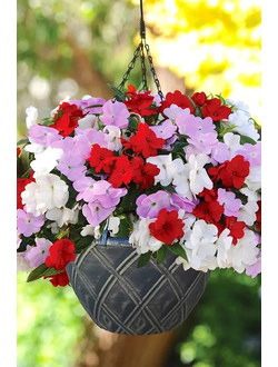 Бальзамин Новогвинейский