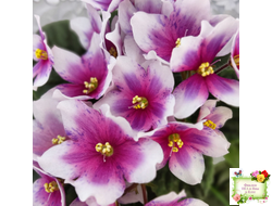 Dn-Райська Насолода (Д.Денисенко) химера (стартер сорт)