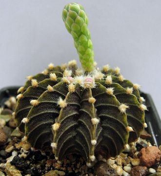 Gymnocalycium friedrichii LB 2178 - 5 семян