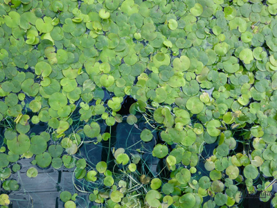 Водокрас обыкновенный - Гидрохарис