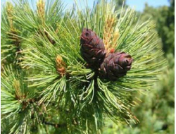 Кедровый стланик (Pinus mugo var. pumilio) - 100% натуральное эфирное масло