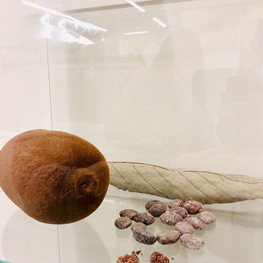 Плод Купуасу Плод Купуасу