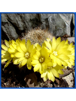 Sulcorebutia menesesii R 603