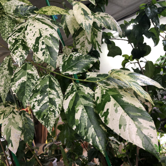 alocasia variegata kaufen Alocasia macrorrhiza Variegata Albo