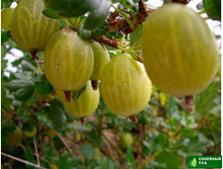 Крыжовник "Белорусский сладкий"