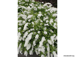 Купить Спирею острозазубренную (аргуту)  в Москве на сайте красовский-сад.рф