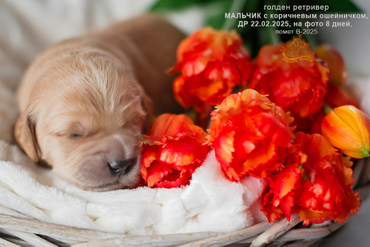 Мальчик с КОРИЧНЕВЫМ ошейничком, 8 дней