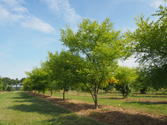 Гидролат Софора японская (Styphnolobium japonicum) плоды, 100 мл