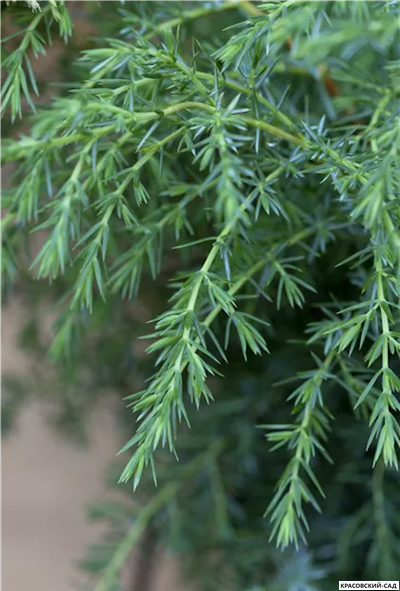 Можжевельник Хиберника - Hibernica