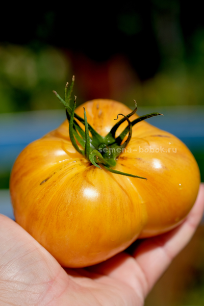 Томат Дынный Ликёр, 10 шт