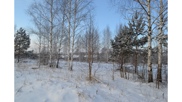 В снежном убранстве