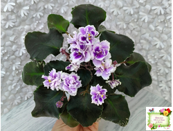 Mac's Jubilant Jamboree (G.McDonald) (лист укоренённый)