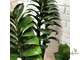 Замиокулькас Зензи (Жук) / Zamioculcas Zenzi (Bug)