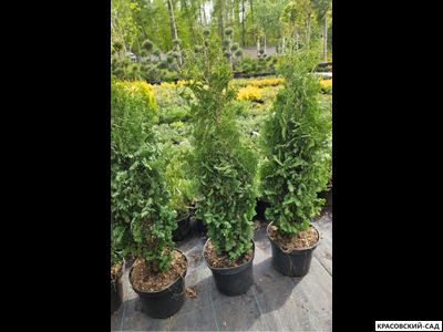 Туя Бробекс Тауэр - Brobeck's Tower