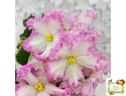 Nik-Обыкновенная Богиня (Н. Булко) 2023 г.