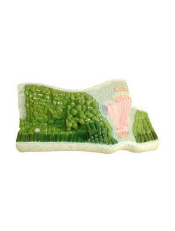 Модель строения листа