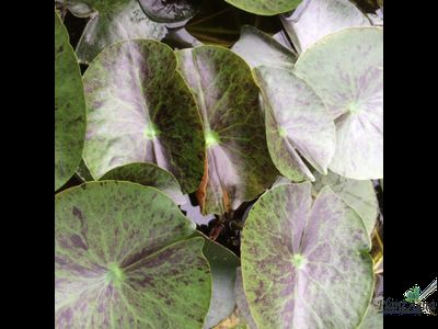 Нимфея Тонгзап