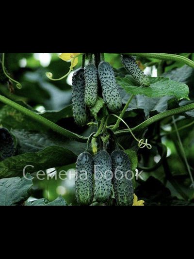 Огурец Эколь F1, 5 шт