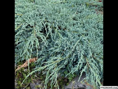 Можжевельник Глаука - Glauca