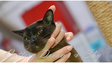 кот бурма соболь