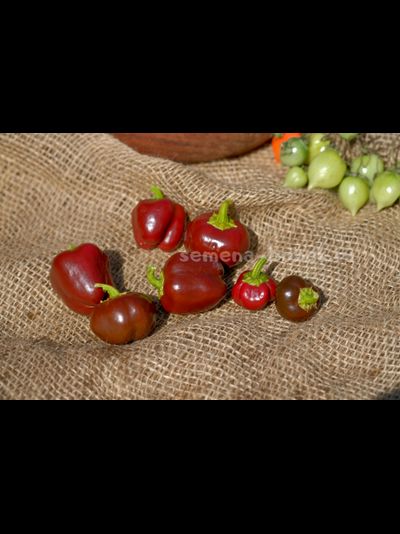 Перец Сладкий Mini Bell Сhocolate (Мини Белл Шоколадный), 10 шт