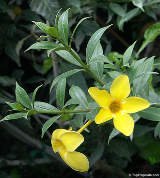 Алламанда карликовая (Allamanda sp.‘Silver leaf’ (yellow flower)