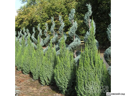 Можжевельник Лодери - Loderi