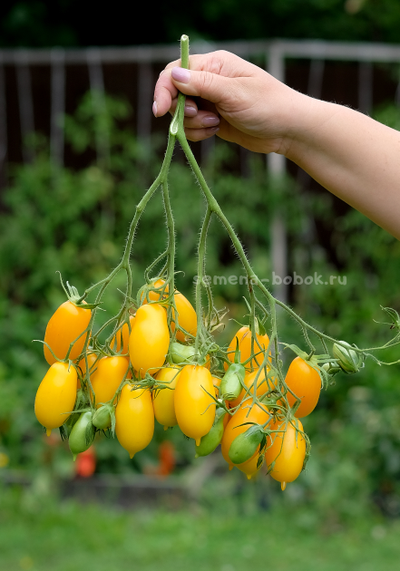 Томат Нежность, 10 шт