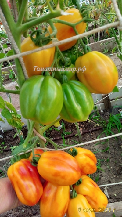 Томат Калифорнийский тюльпан (California tulip)