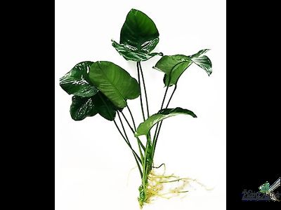 Анубиас бартери