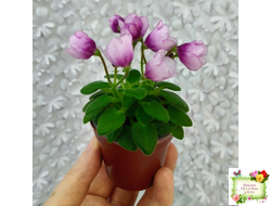 SimSim Tiny Bells (Alex Mayer) (детка)