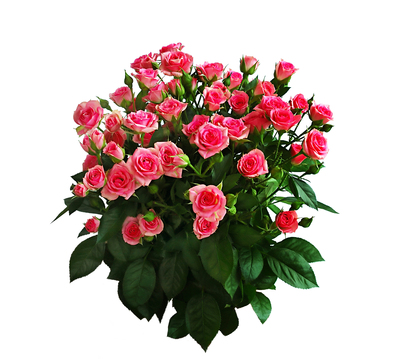 Букет «Серьезные намерения»