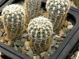 Gymnocalycium bruchii v. niveum VG 536
