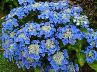 Гортензия крупнолистная Блаумайзе (Hydrangea macrophylla Blaumeise)