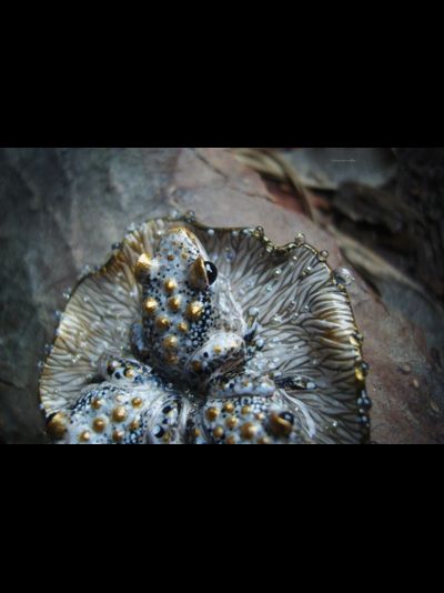 &quot;Дочери лесного царя&quot;, волшебная брошь с лягушками и каплями (миниатюра, 4 см)