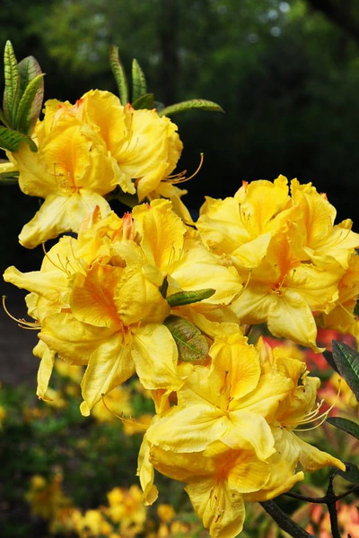 Рододендрон (Азалия) Anneke