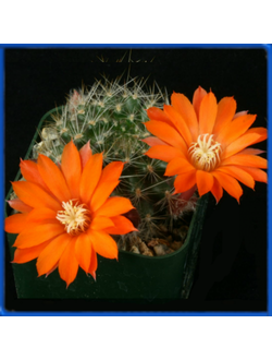 Rebutia flavistylus FR 756