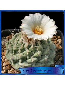 Strombocactus disciformis