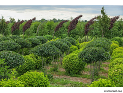 Топиар Боярышник сливолистный в форме зонта