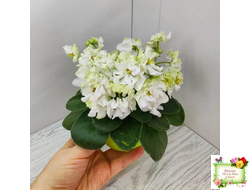 DS-Прекрасное Далеко (Dimetris) 2021 г.