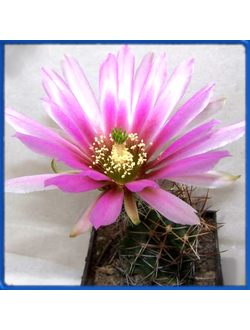 Echinocereus fendleri SB 134