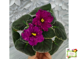 РМ-Финикийская Принцесса (Н. Скорнякова) 2023 г. (лист посажен 05.10.25)