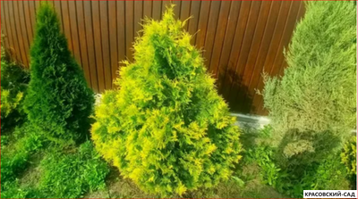 Туя Еллоу Рибон