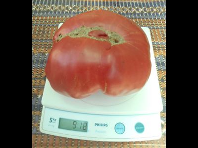 Томат  Немецкий гигант (German giant)