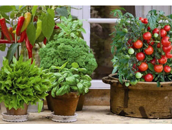 Огород на подоконнике