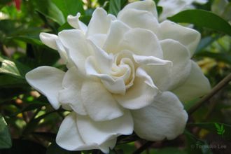Gardenia jasminoides 'Belmont' variegata