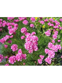 Армерия приморская Rosea