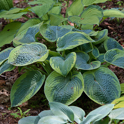 Хоста Токудама Флавоцирциналис (Тokodama Flavocircinalis)