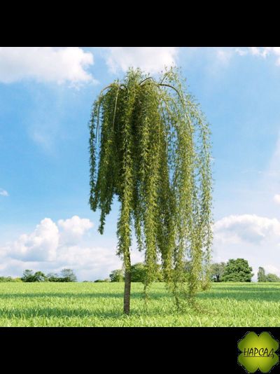 КАРАГАНА ДРЕВОВИДНАЯ (АКАЦИЯ) НА ШТАМБЕ 1,6 м