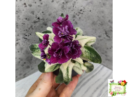 ЛЕ-Глинтвейн (Е. Лебецкая) 2019 г.